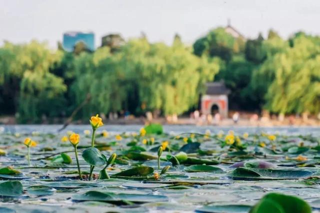 北京大学，来了！